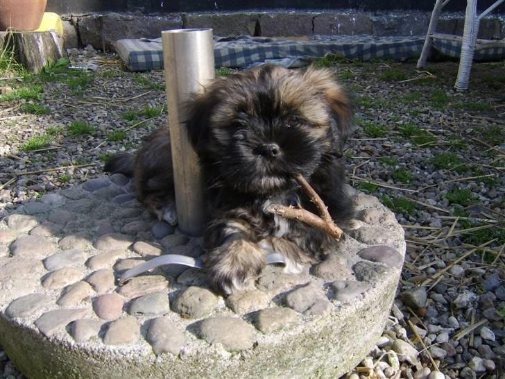Lhasa apso Ditmond billede 1