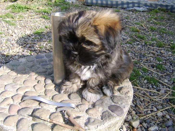 Lhasa apso Ditmond billede 2