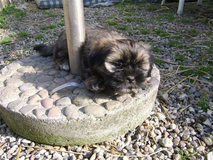 Lhasa apso Ditmond billede 3