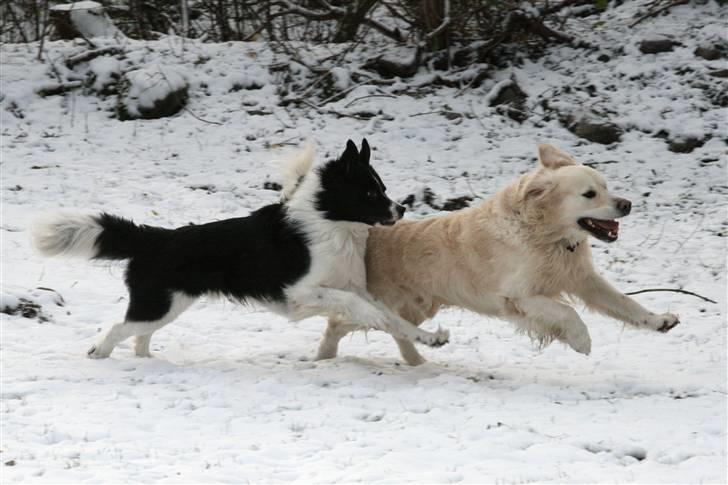 Golden retriever Bailey - Bailey og Dino leger! :D December 2010 billede 19