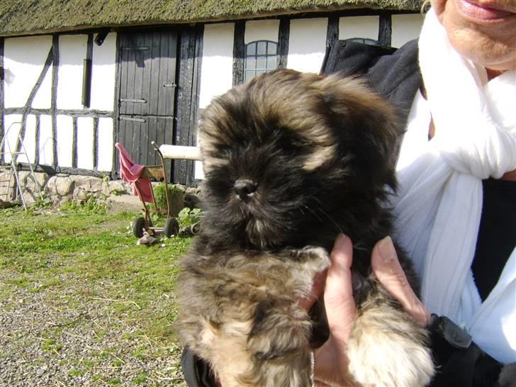 Lhasa apso Ditmond billede 4