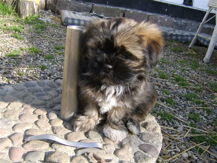 Lhasa apso Ditmond billede 5