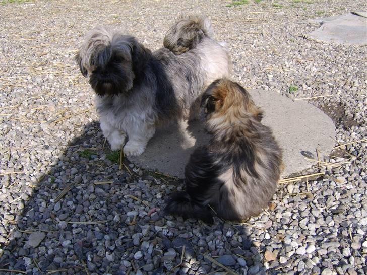 Lhasa apso Ditmond - Didmund med sin mor.... (0: billede 6