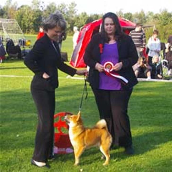 Shiba Niiki - Her vinder Niiki BIS-hvalp i Bredsten billede 13