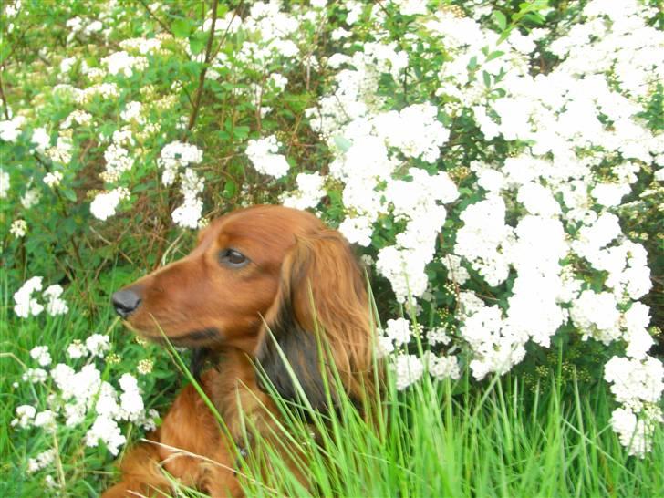 Dværggravhund Nuggi - Velkommen til Nuggi´s profil (; billede 1