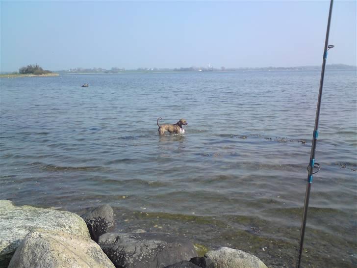 Amerikansk bulldog Alicia (Keys) - ude og bade :) billede 5