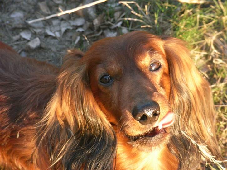 Dværggravhund Nuggi - såå sødt hihi (; billede 2