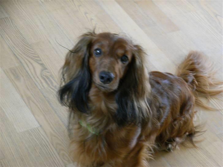 Dværggravhund Nuggi - heeh så fin!.. billede 3