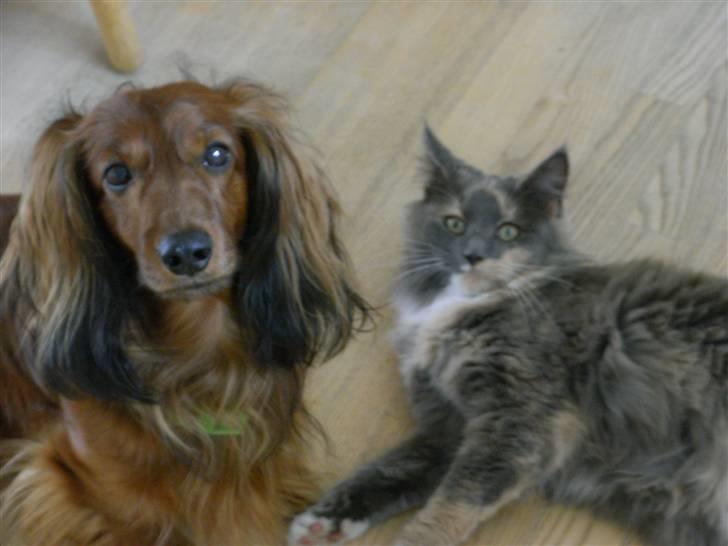 Dværggravhund Nuggi - nuggi og han´s bedste ven kivi (kivi er vores kat) XD billede 4