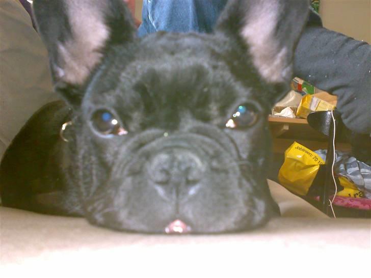 Fransk bulldog Ozzy - Zzzz billede 11