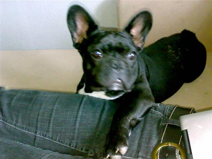 Fransk bulldog Ozzy - cruiser style på sofaen billede 12