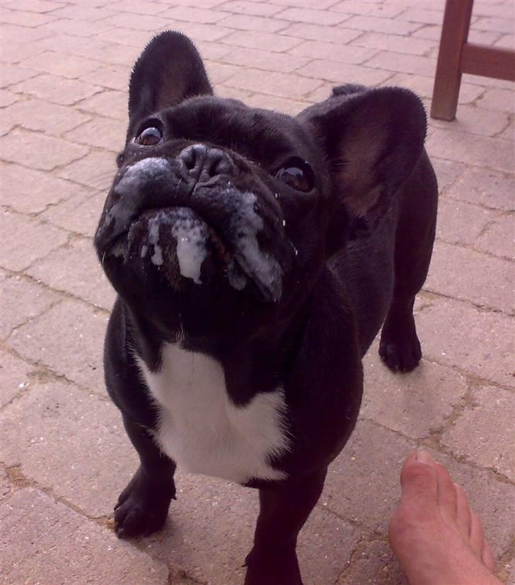 Fransk bulldog Ozzy - Mmm A38 billede 13