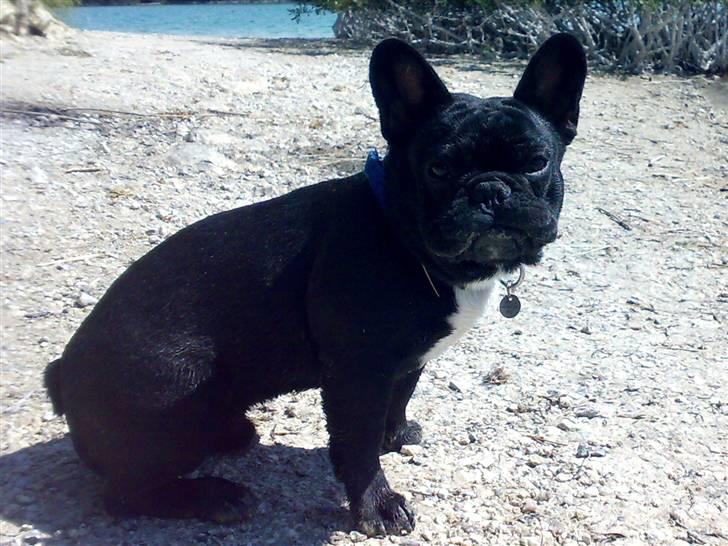 Fransk bulldog Ozzy - Ozzy ved badesøen billede 14