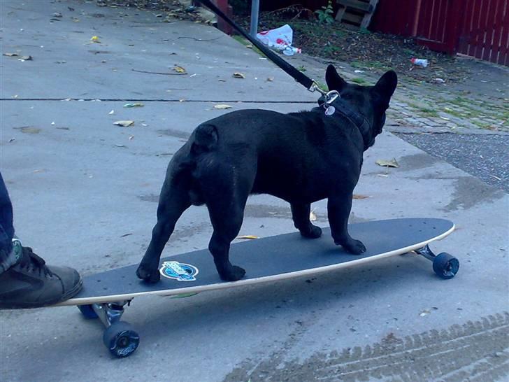Fransk bulldog Ozzy - Skaterhunden Ozzy 10mdr billede 15