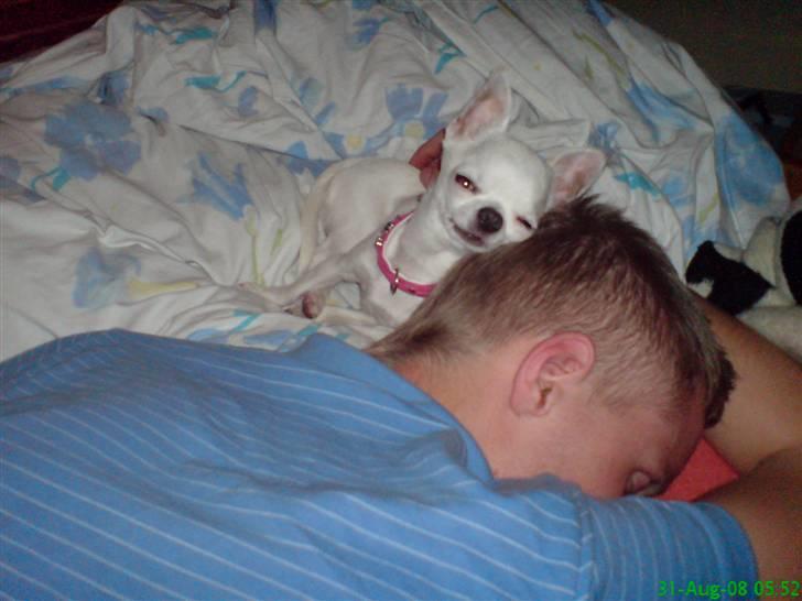 Chihuahua Thorvald - hr. hansen var gået kold, men thorvald ville putte:D billede 15