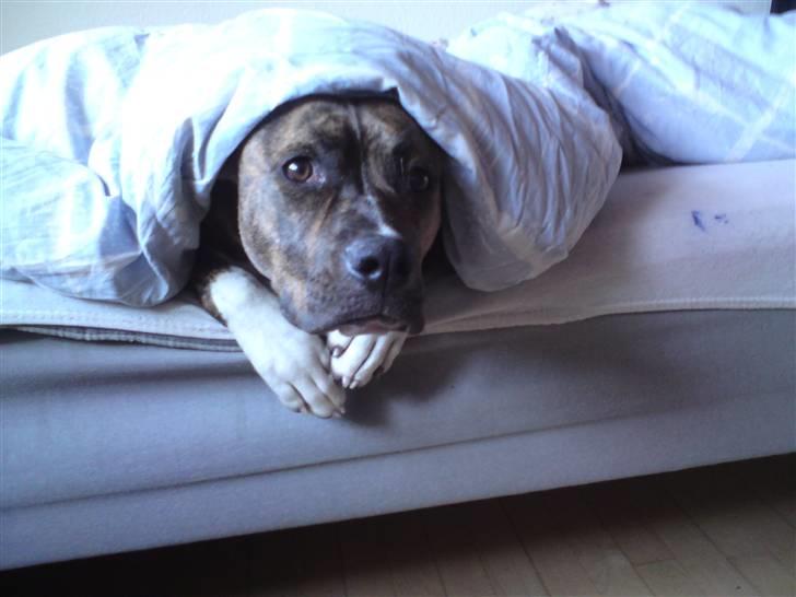 Amerikansk bulldog Alicia (Keys) billede 6