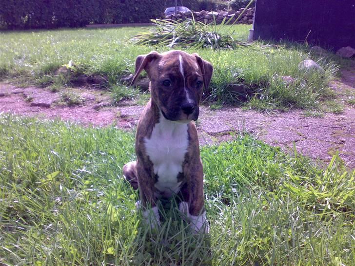 Amerikansk bulldog Alicia (Keys) billede 7