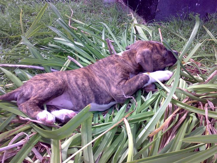 Amerikansk bulldog Alicia (Keys) billede 8