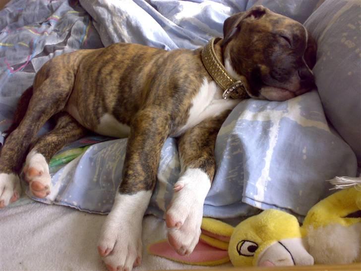 Amerikansk bulldog Alicia (Keys) billede 9