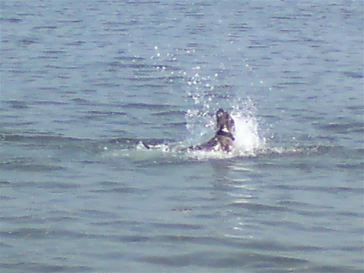 Amerikansk bulldog Alicia (Keys) billede 10