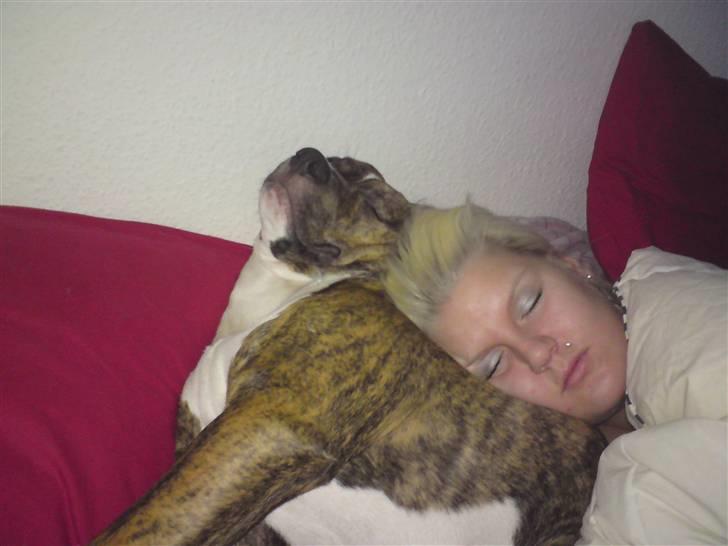 Amerikansk bulldog Alicia (Keys) - mor og mig der ligger og putter :)  billede 11