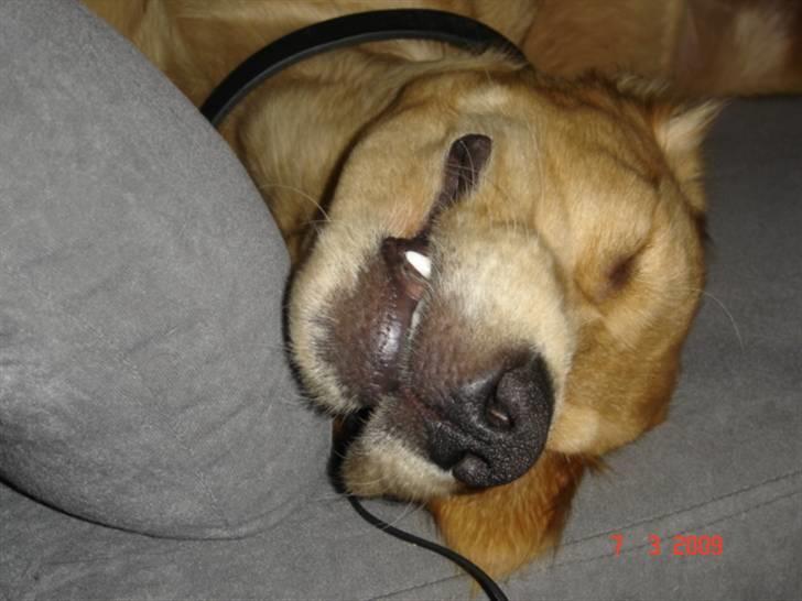 Golden retriever  Rocky - hej og velkommen til min profil, håber du smider en hilsen.  :) billede 1