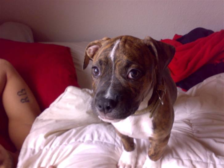 Amerikansk bulldog Alicia (Keys) billede 12