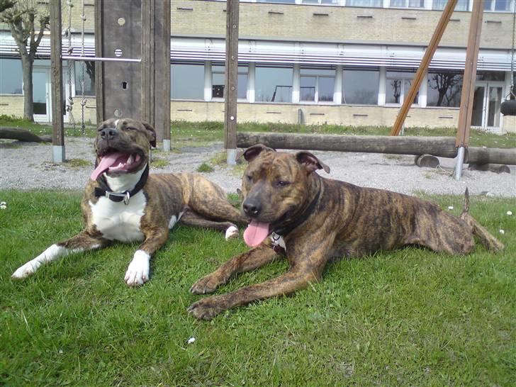 Amerikansk bulldog Alicia (Keys) - mig til venstre :)  billede 13