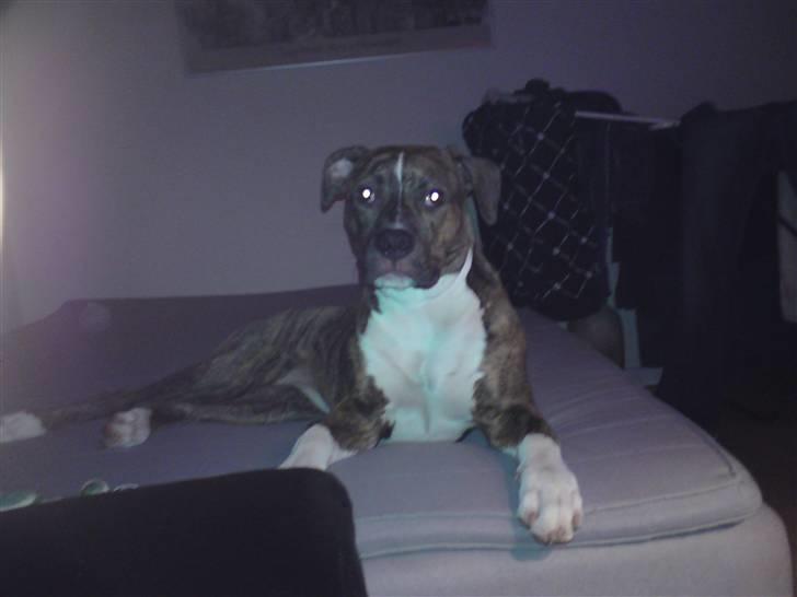 Amerikansk bulldog Alicia (Keys) billede 14