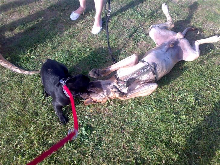 Fransk bulldog Ozzy - Jeg elsker at lege med Stooore hunde billede 16