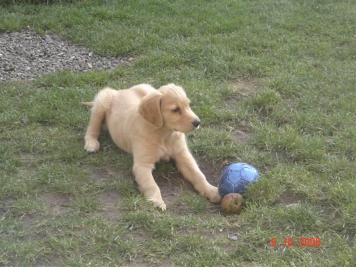 Golden retriever  Rocky - nøj hvor er det hele spændene... billede 2