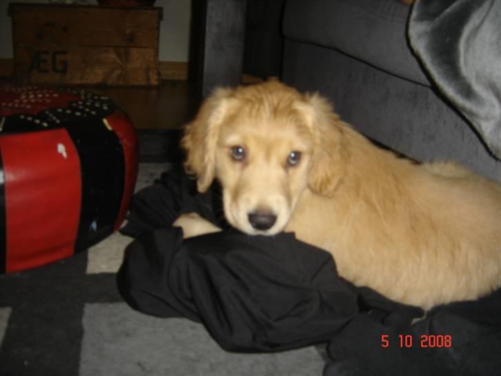 Golden retriever  Rocky - årh her putter man godt billede 4