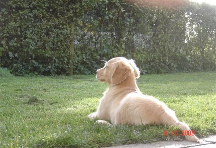 Golden retriever  Rocky - nyder at ligge ude i haven billede 5
