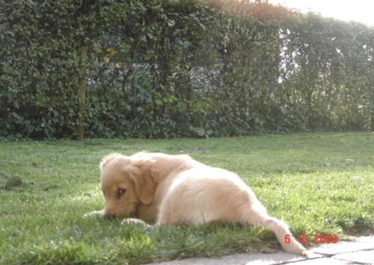 Golden retriever  Rocky - ihh mor er du nu der igen med den der blinkende ting billede 6