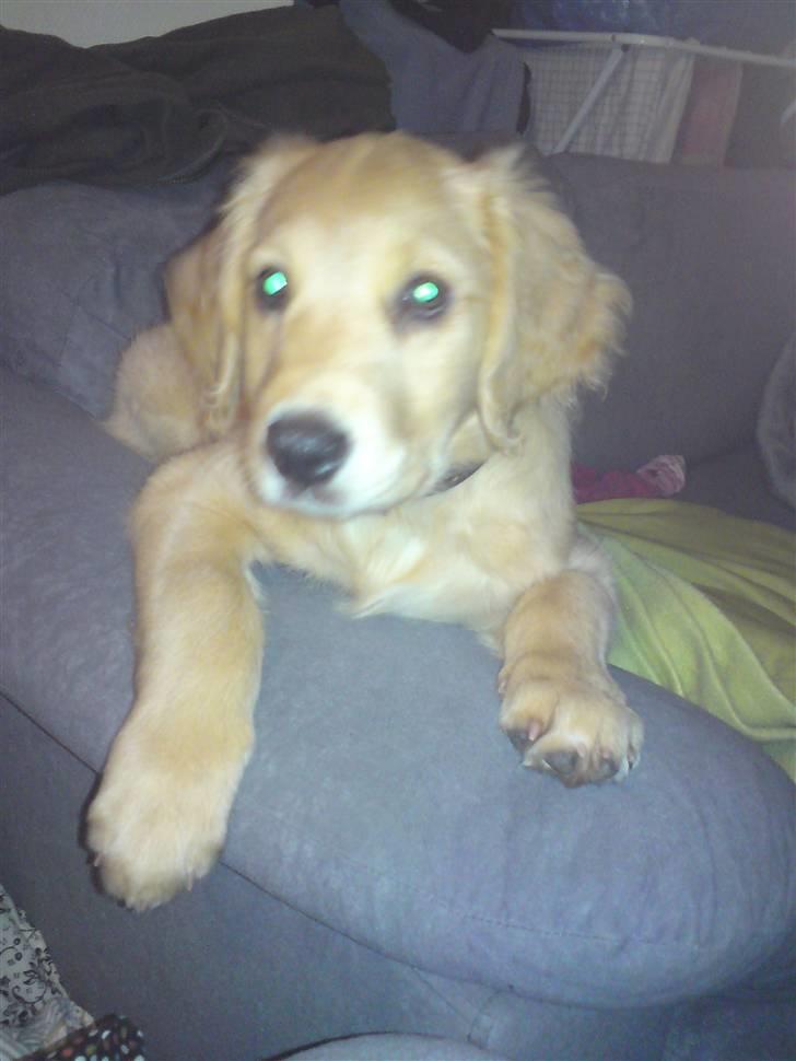 Golden retriever  Rocky billede 7