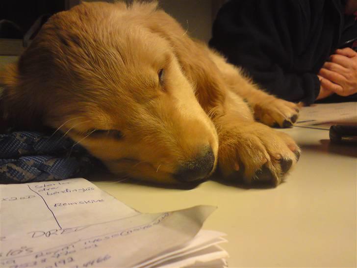 Golden retriever  Rocky - ZZzzzZZZzzzZZZZZzz billede 8