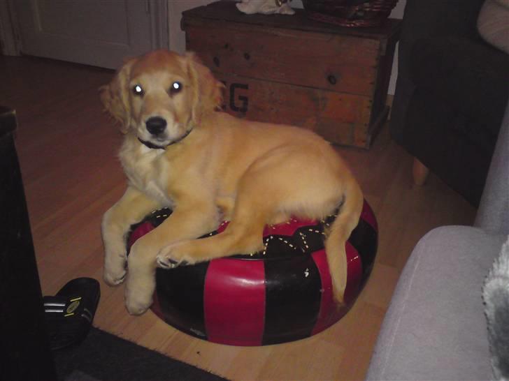 Golden retriever  Rocky - her kan jeg vist lige ligge..... billede 9