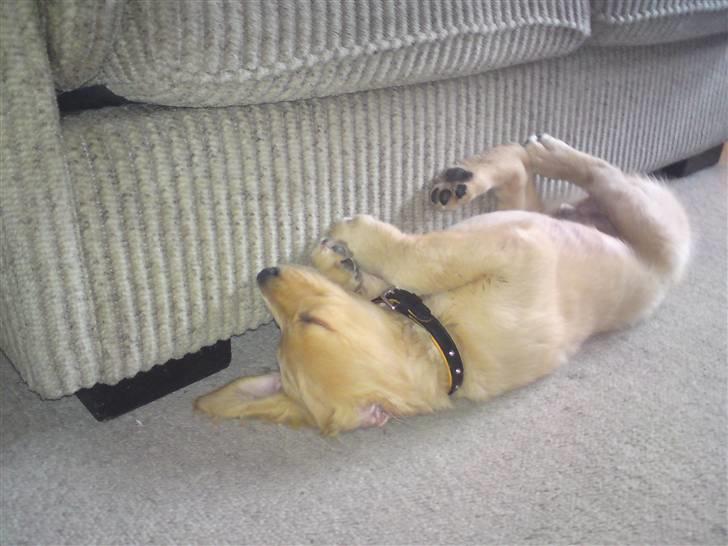 Golden retriever  Rocky - årh sådan her sover man godt. billede 10