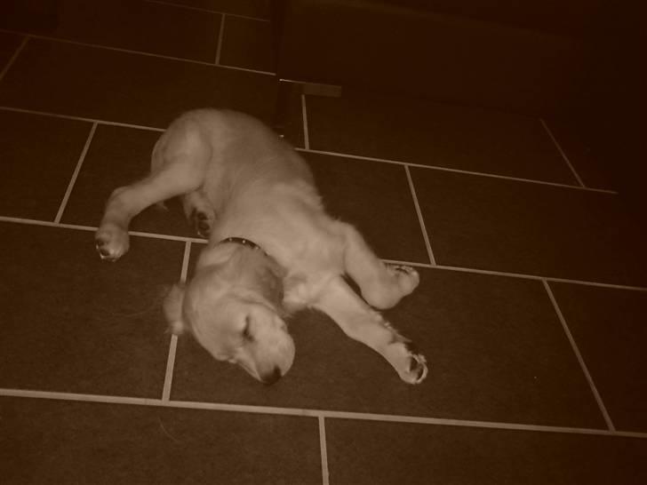 Golden retriever  Rocky - mor siger at man ikke kan ligge sådan her, men det her er da et bevis på at jeg godt kan billede 11