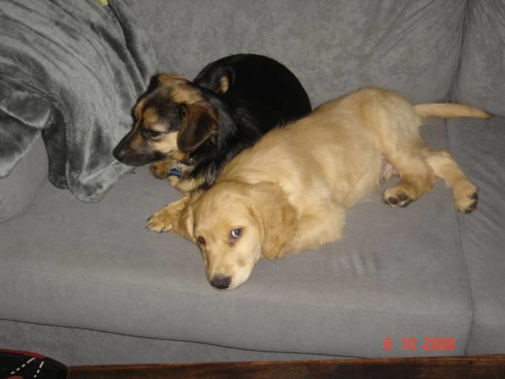 Golden retriever  Rocky - brormand og jeg... billede 12