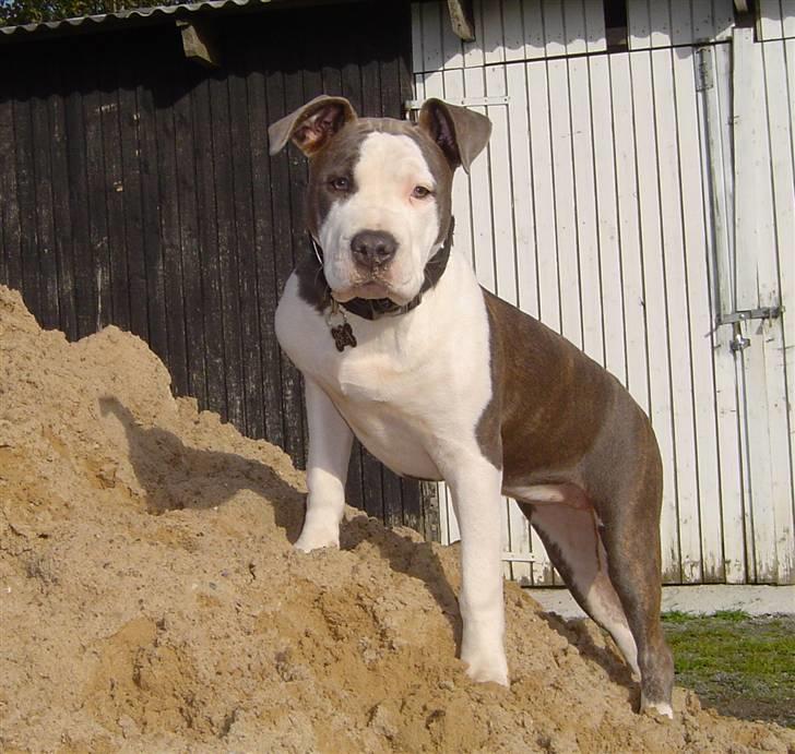 Amerikansk staffordshire terrier Bea - 19/10-08 billede 16