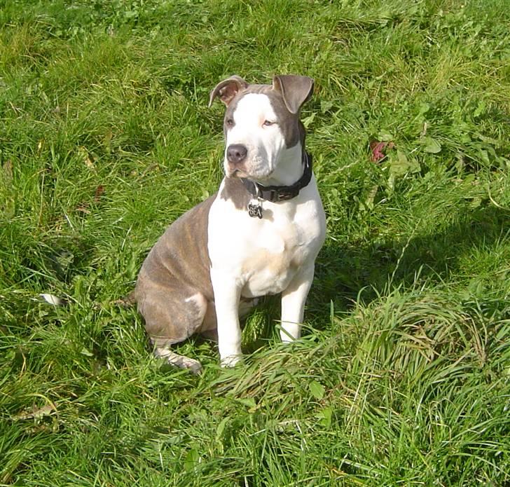 Amerikansk staffordshire terrier Bea - 19/10-08 billede 17