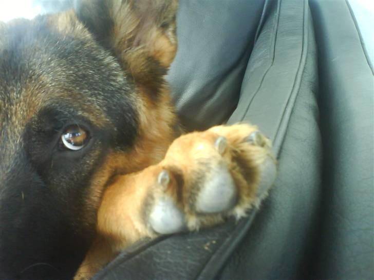 Schæferhund Ebro billede 1