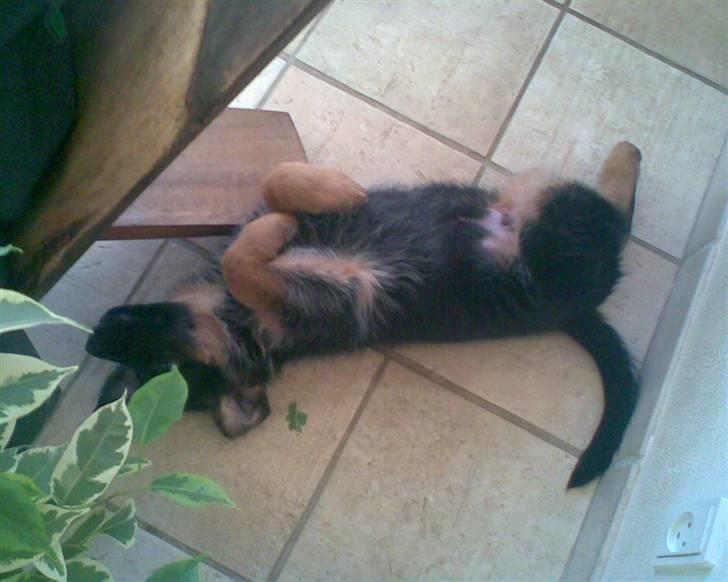 Schæferhund Ebro billede 2