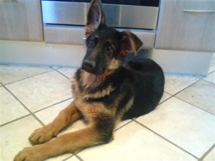 Schæferhund Ebro billede 3