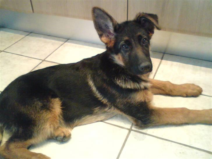 Schæferhund Ebro billede 4