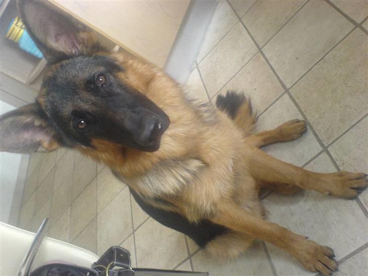 Schæferhund Ebro billede 5