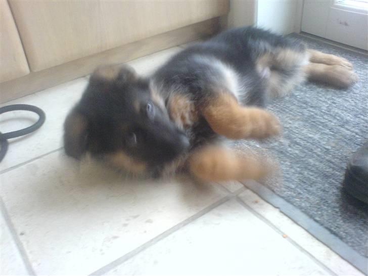 Schæferhund Ebro billede 6