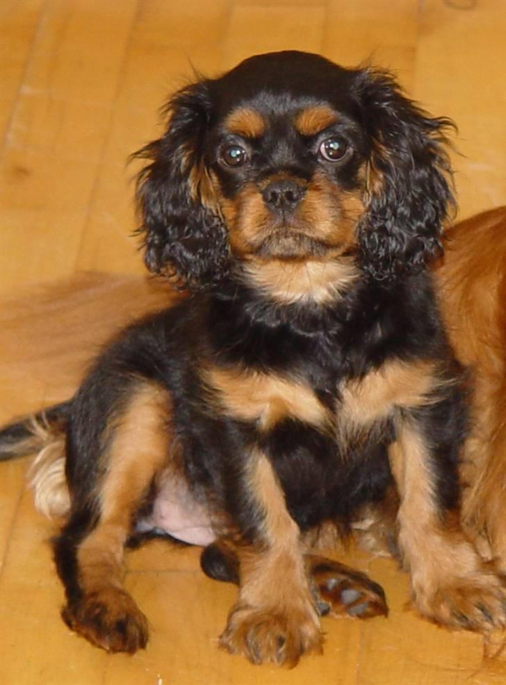 Cavalier king charles spaniel Tria billede 13