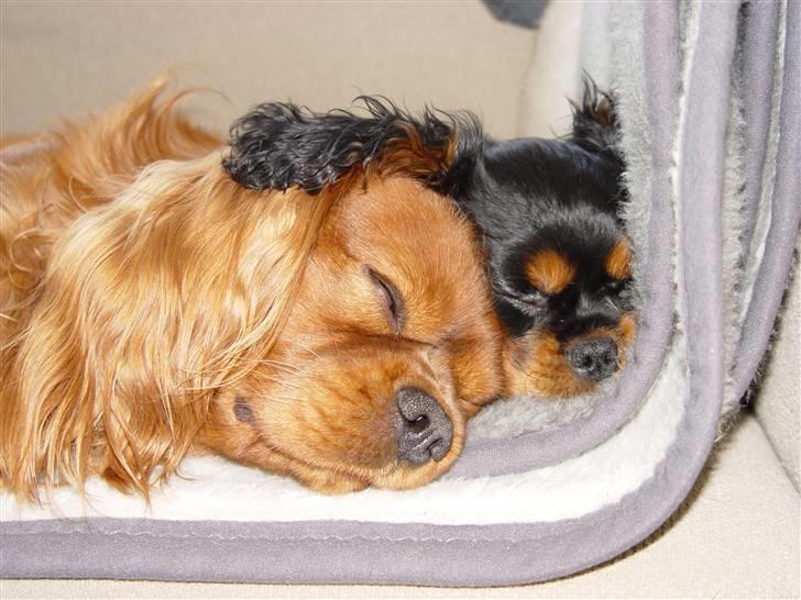 Cavalier king charles spaniel Canis - Ligger lige og putter med Tria billede 18